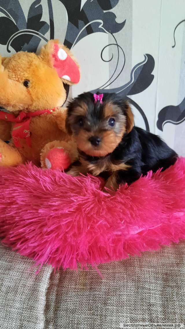 Щенки йорка