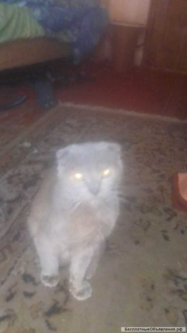 Кошку веслоуха шатланка