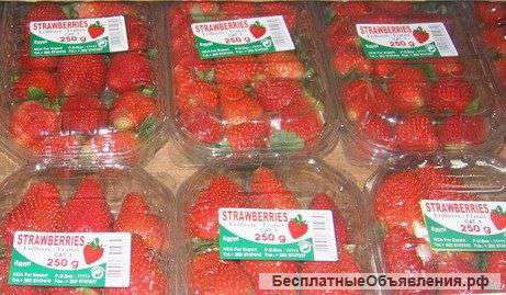 Свежую клубнику (Египет)