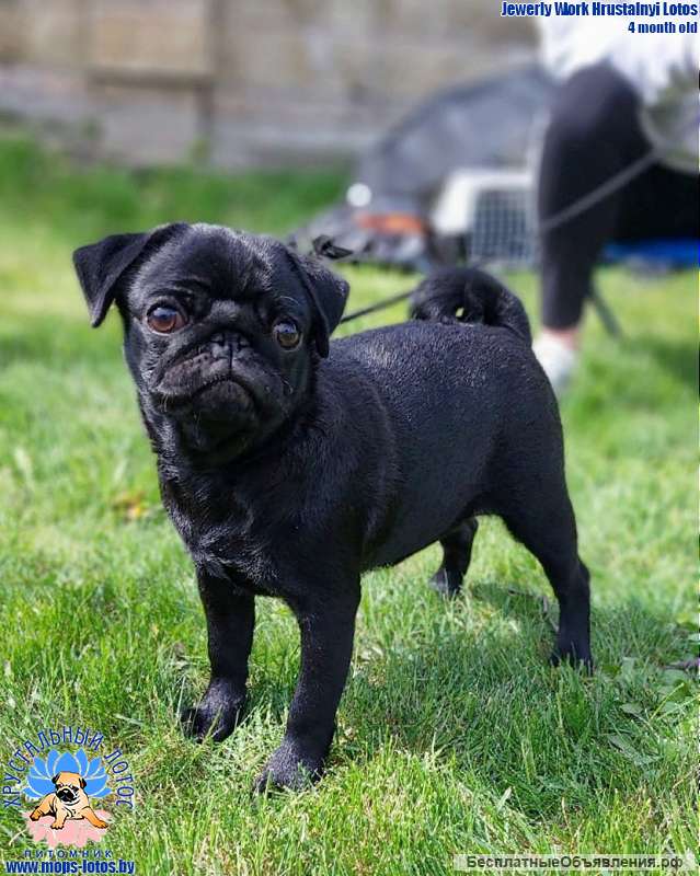 Мопс щенок из племенного питомника