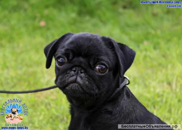 Мопс щенок из племенного питомника