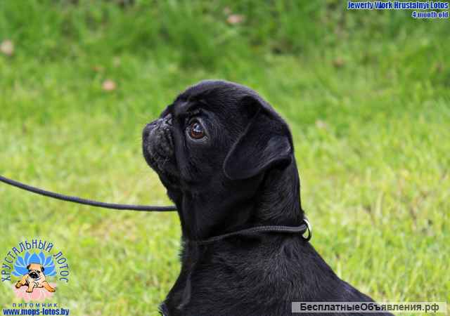 Мопс щенок из племенного питомника