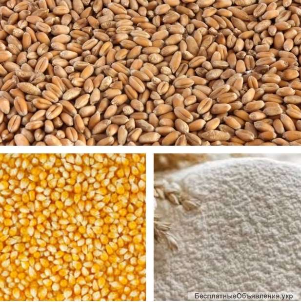 Оптом пшеницю, муку, кукурудзу