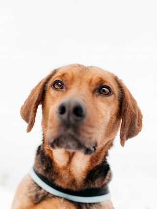 Песик по кличке Шерлок ищет семью