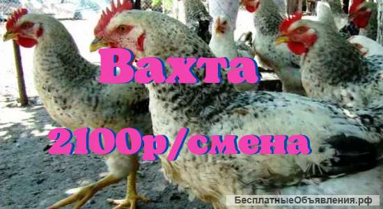 Требуются рабочие на птицеферму, выращивание домашней птицы