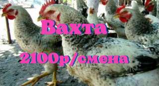 Требуются рабочие на птицеферму, выращивание домашней птицы