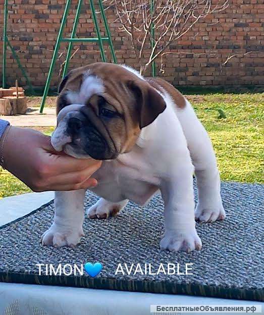 Английский бульдог возраст 2,5 месяца