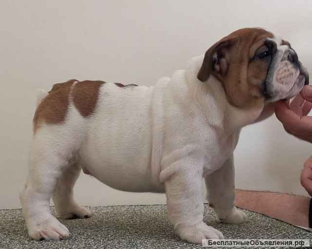 Английский бульдог возраст 2,5 месяца