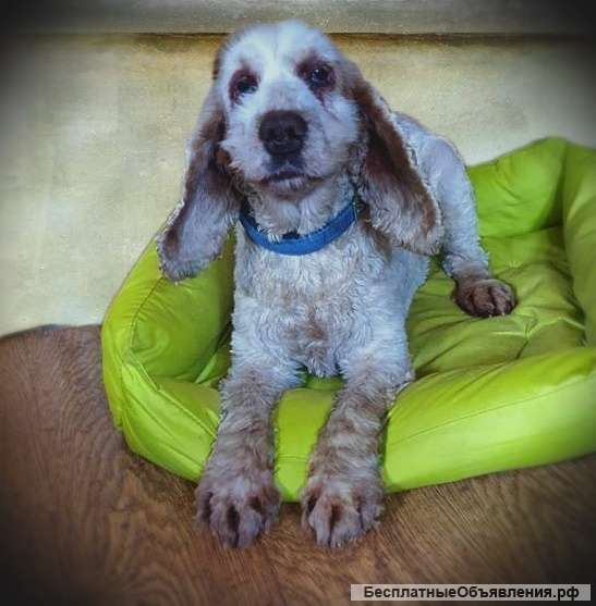 Ищет дом спаниель Ляля