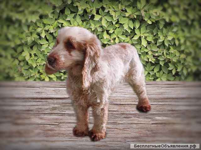 Ищет дом спаниель Ляля