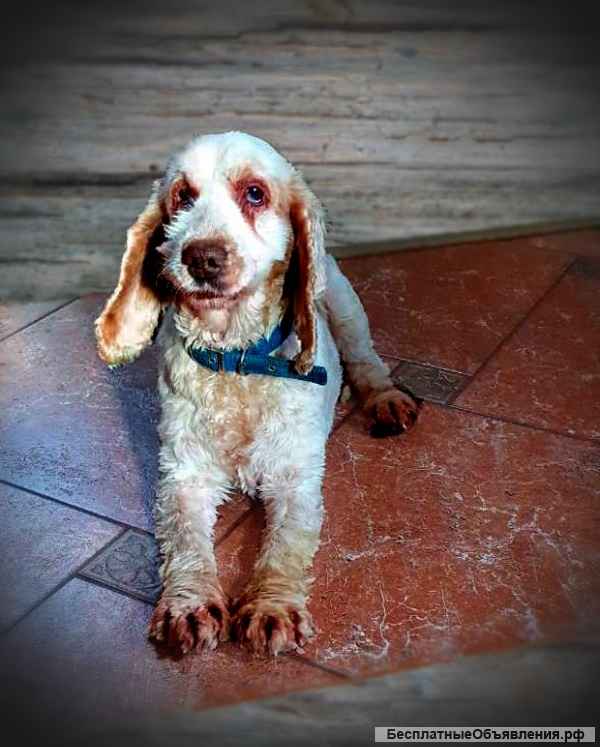 Ищет дом спаниель Ляля