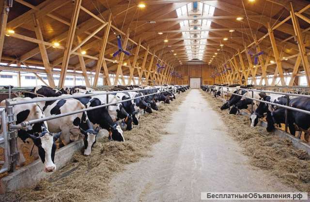 Инвесторам совместный бизнес в продуктовом импортозамещении на территории России