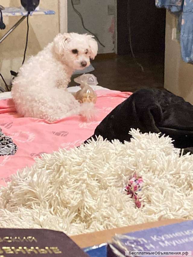 Потерялась собака