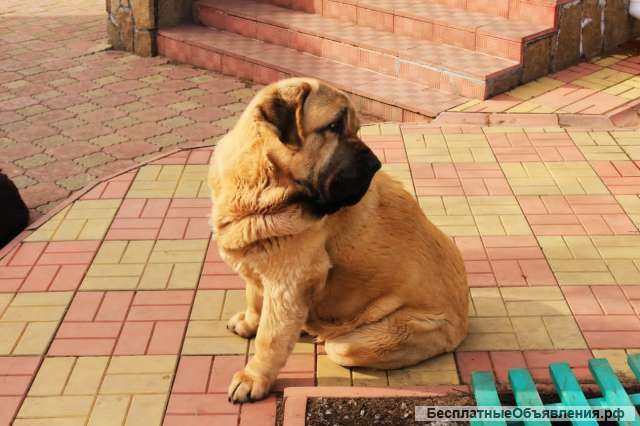 Щенки мастифа