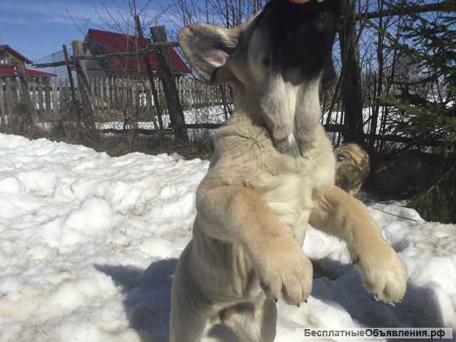 Щенки мастифа