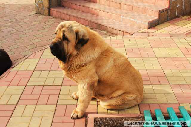 Щенки мастифа