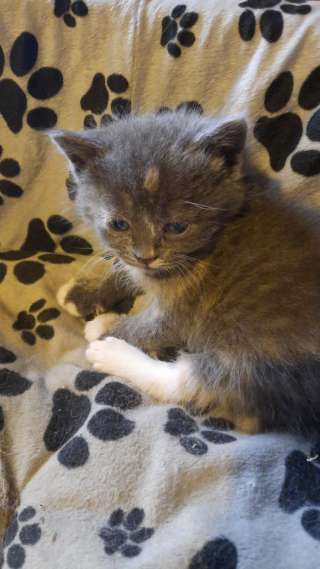 Котята кушают сами в лоток ходят сами