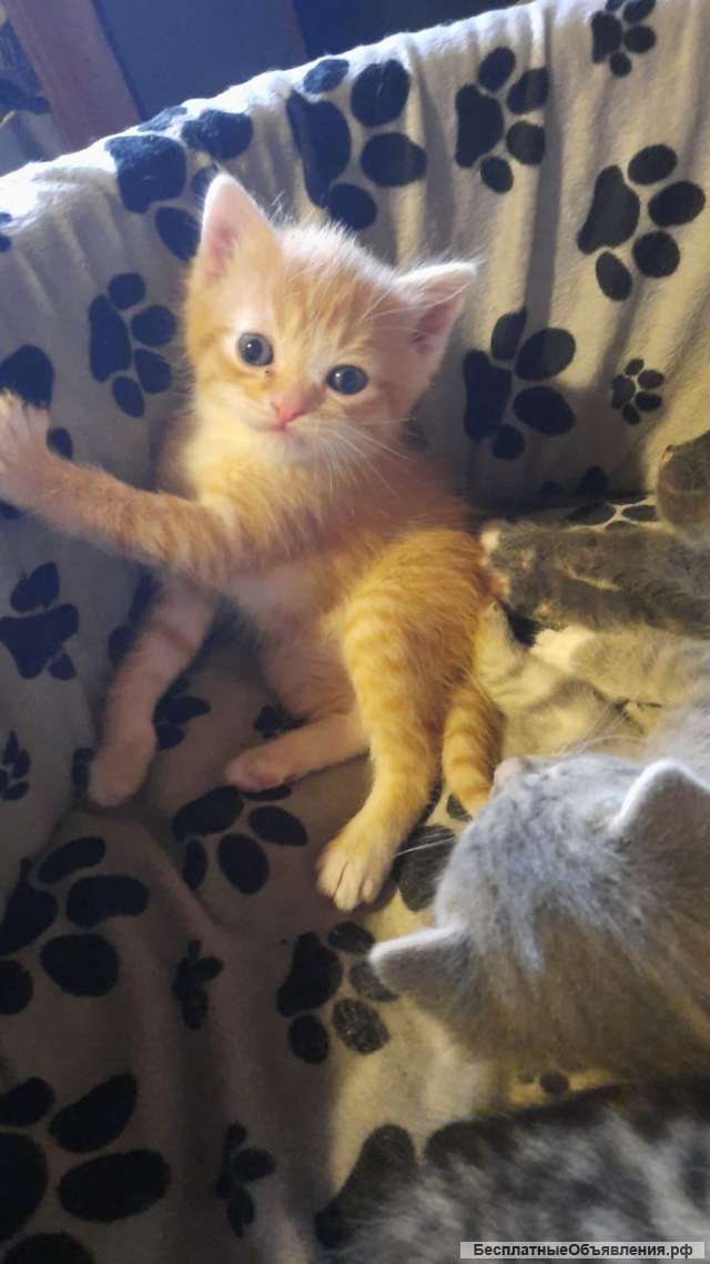 Котята кушают сами в лоток ходят сами