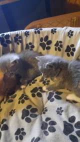 Котята кушают сами в лоток ходят сами