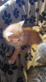 Котята кушают сами в лоток ходят сами