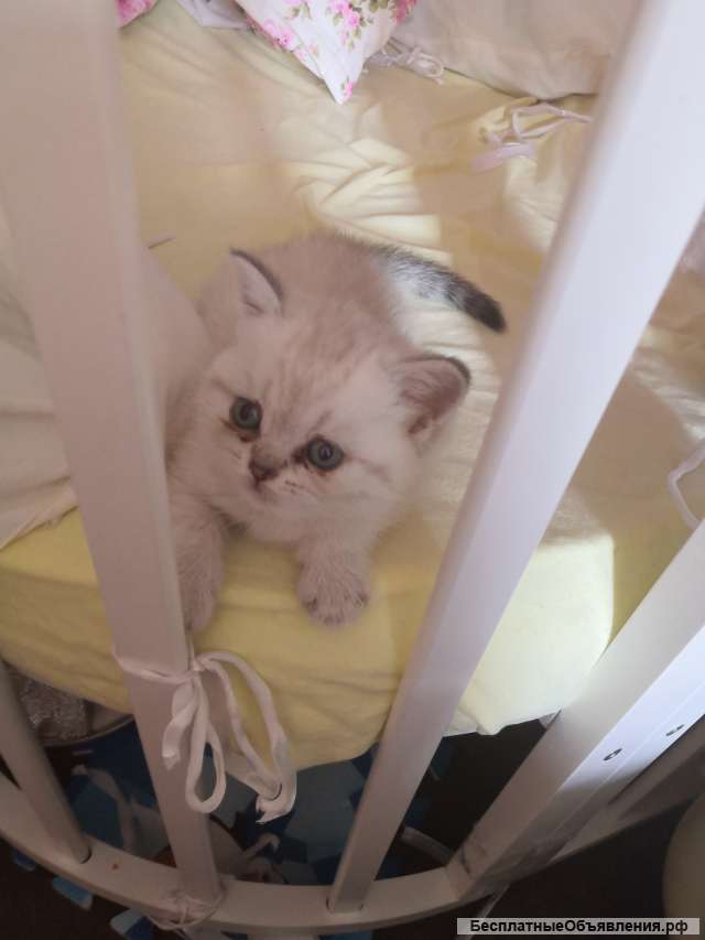 Шотландский котенок шиншилла девочка