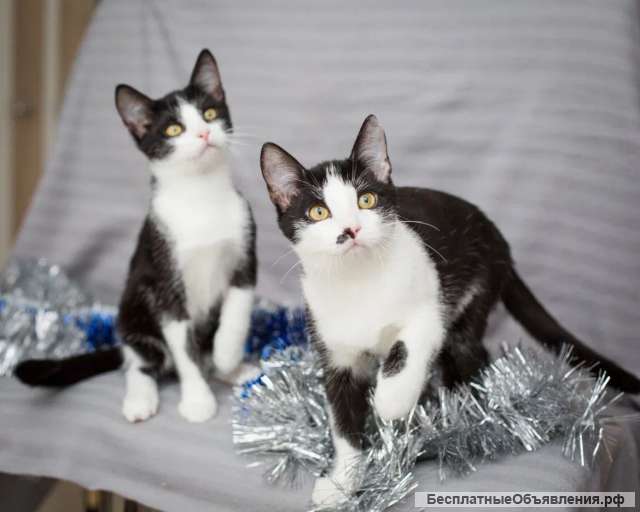 Два красавца-брата в добрые руки