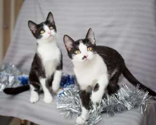 Два красавца-брата в добрые руки