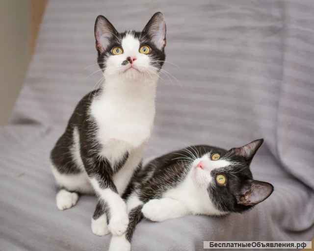 Два красавца-брата в добрые руки