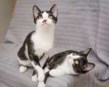 Два красавца-брата в добрые руки