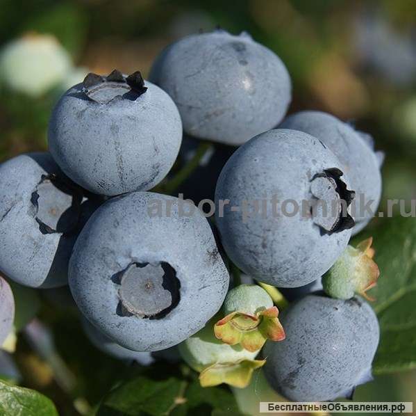 Саженцы и крупномеры голубики купить в Москве и Подмосковье с посадкой