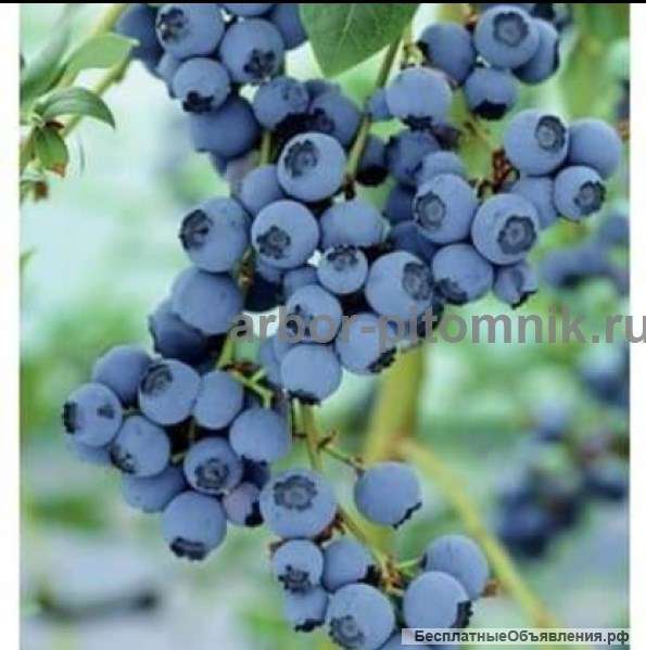 Саженцы и крупномеры голубики купить в Москве и Подмосковье с посадкой