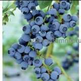 Саженцы и крупномеры голубики купить в Москве и Подмосковье с посадкой