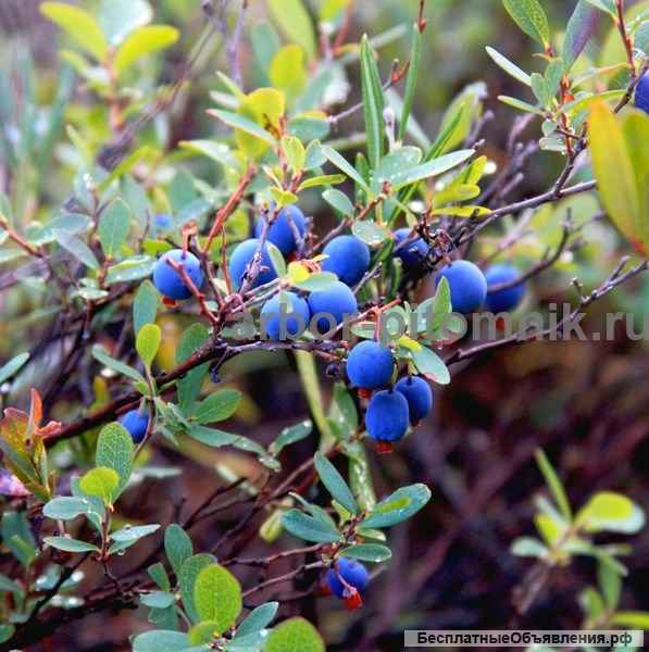 Саженцы и крупномеры голубики купить в Москве и Подмосковье с посадкой