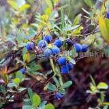 Саженцы и крупномеры голубики купить в Москве и Подмосковье с посадкой