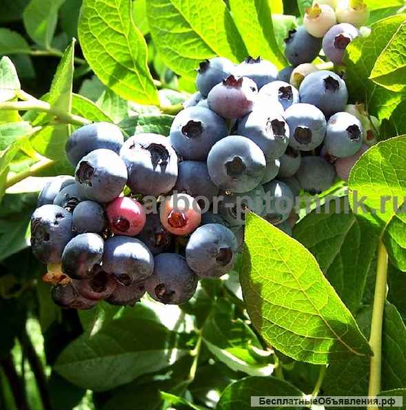 Саженцы и крупномеры голубики купить в Москве и Подмосковье с посадкой