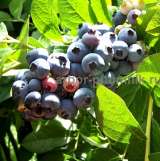 Саженцы и крупномеры голубики купить в Москве и Подмосковье с посадкой