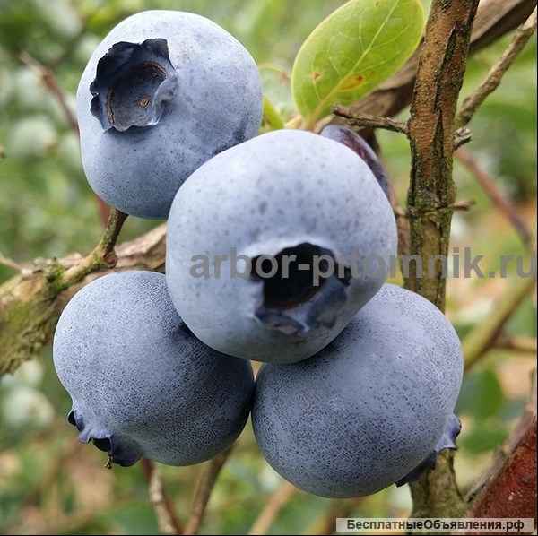 Саженцы и крупномеры голубики купить в Москве и Подмосковье с посадкой