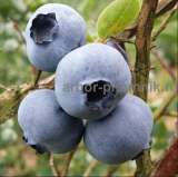 Саженцы и крупномеры голубики купить в Москве и Подмосковье с посадкой