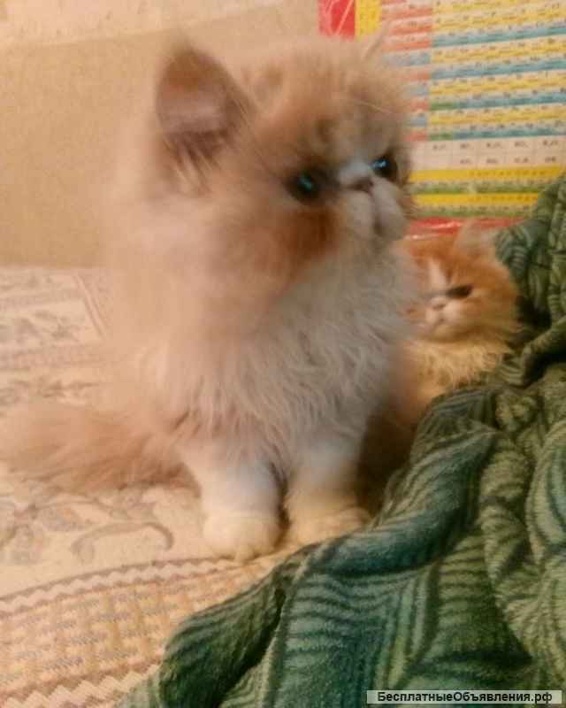 Котята-персы
