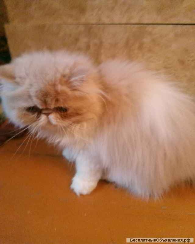 Котята-персы