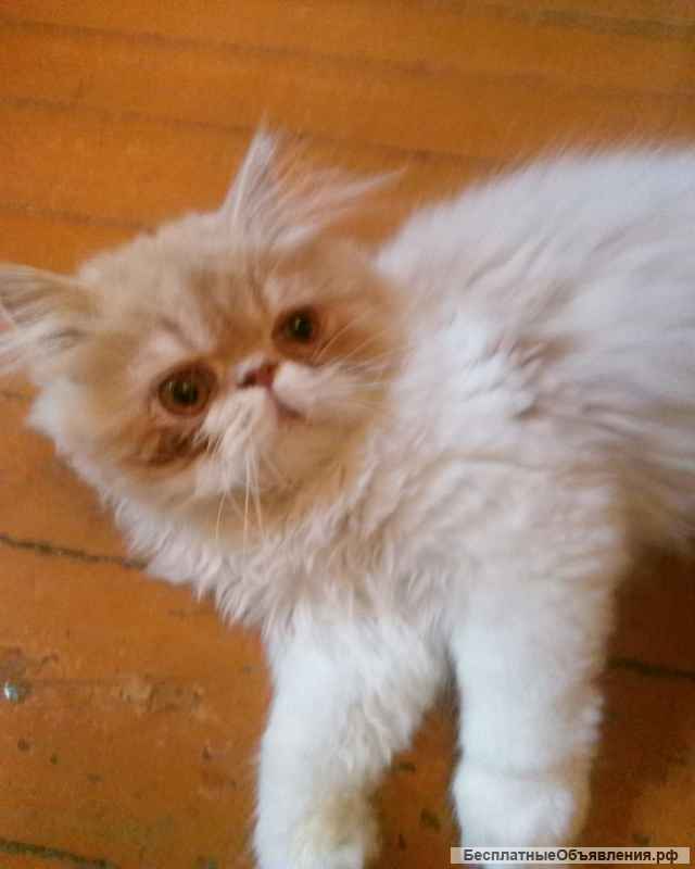 Котята-персы