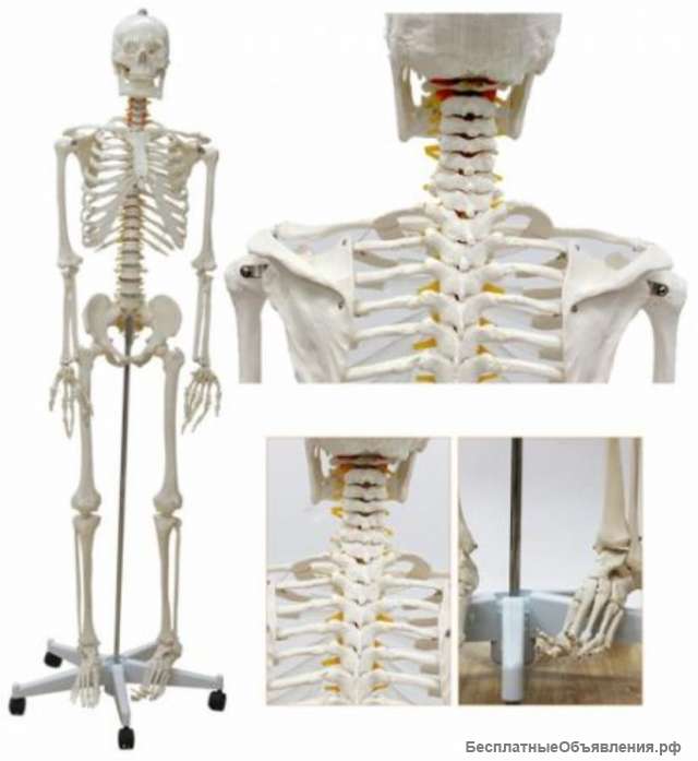 Анатомическая Модель скелета человека в натуральную величину