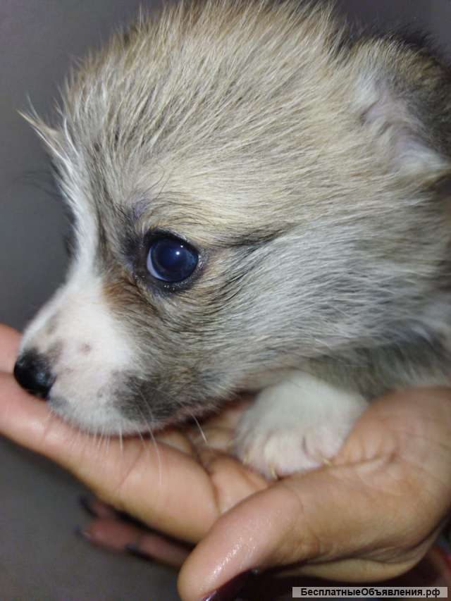 Щенки Вельш-Корги Пемброк