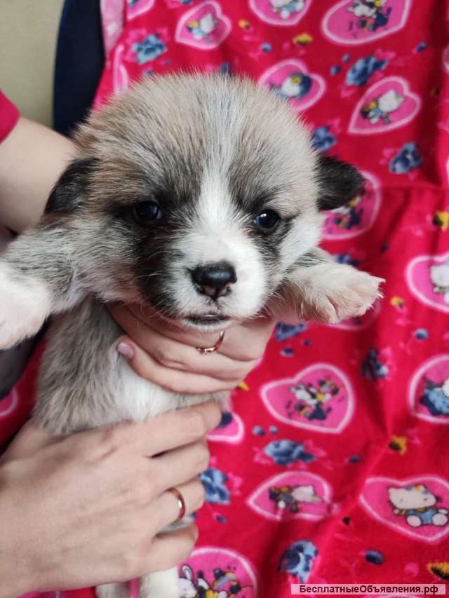 Щенки Вельш-Корги Пемброк