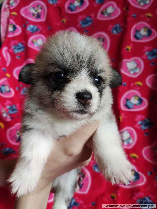 Щенки Вельш-Корги Пемброк