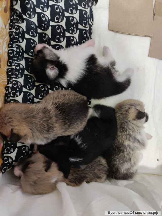 Щенки Вельш-Корги Пемброк