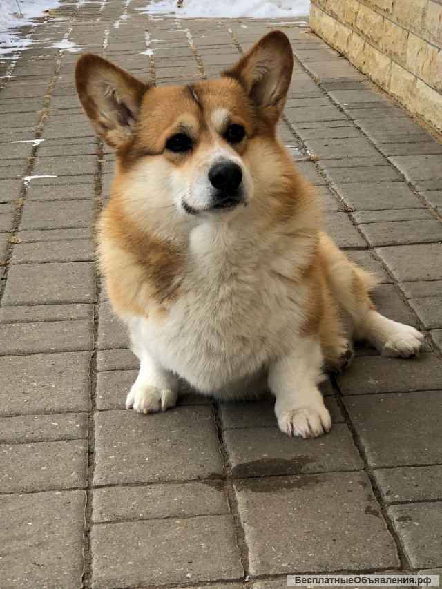 Щенки Вельш-Корги Пемброк