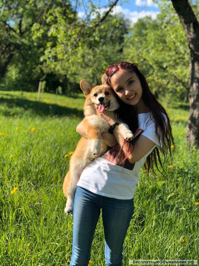 Щенки Вельш-Корги Пемброк