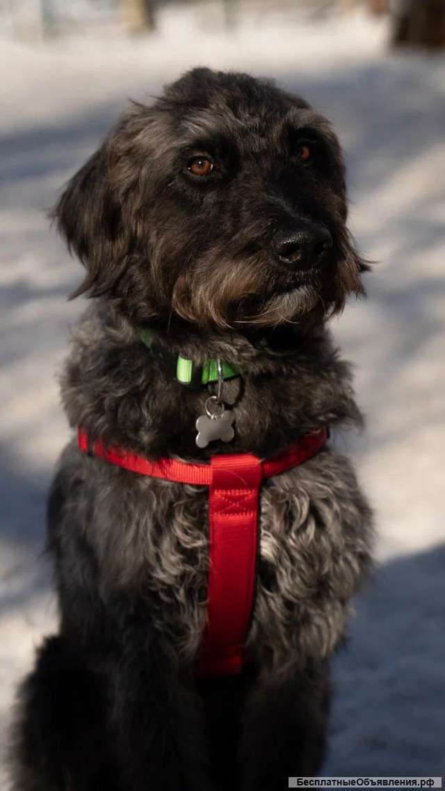 Метис королевского пуделя и лабрадора пёс Кин