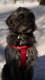 Метис королевского пуделя и лабрадора пёс Кин